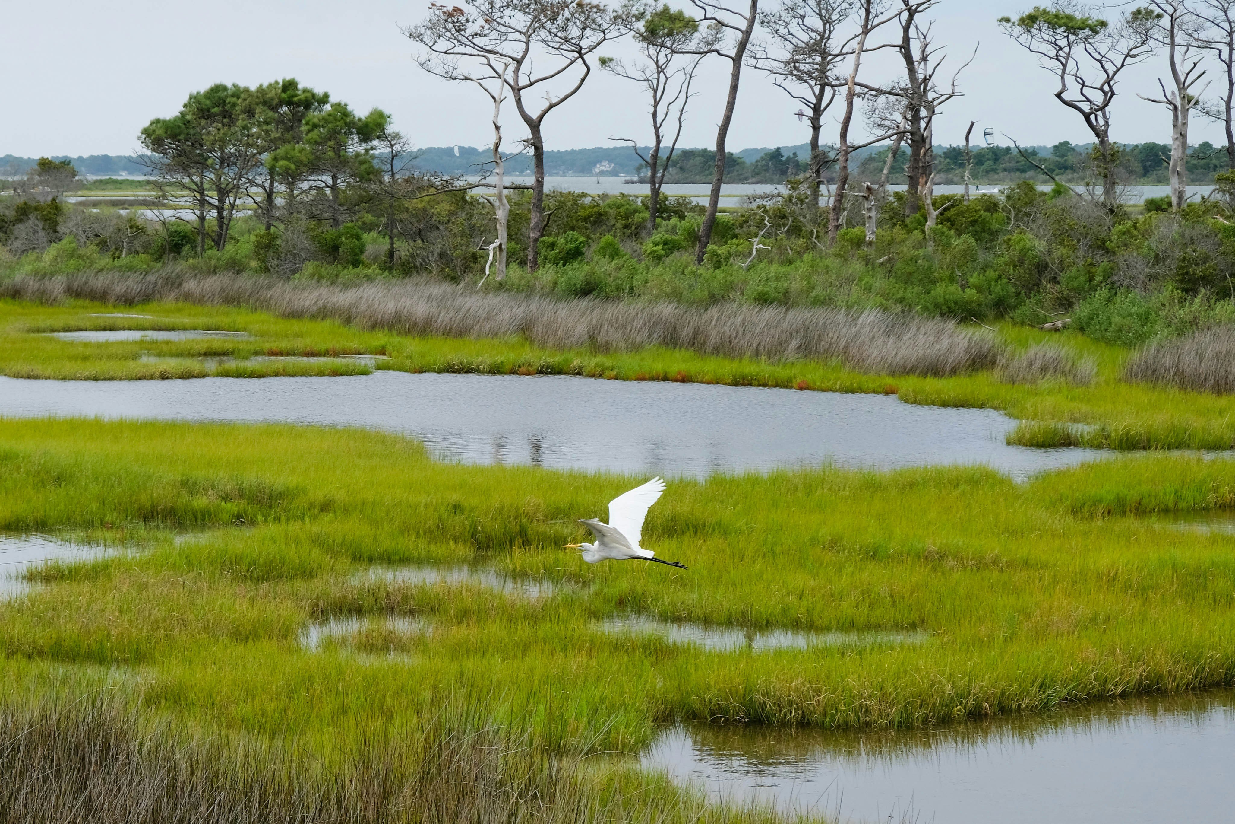 wetlands